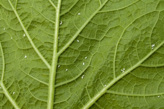 Nuevas tecnologías en el control de plagas en agricultura