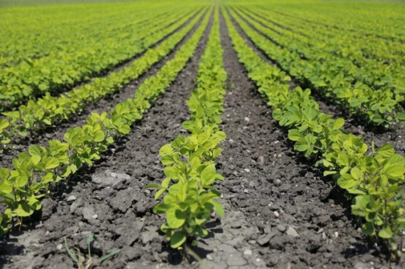 Asesoría agropecuaria