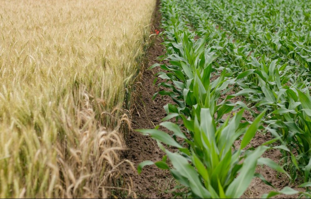 L'INNOVATION APPLIQUÉE AU SECTEUR AGRICOLE