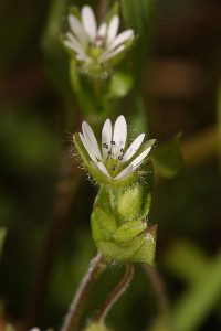 Asesoramiento agrícola en el control de especies adventicias