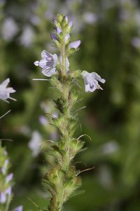 Asesoramiento agrícola en el control de especies adventicias