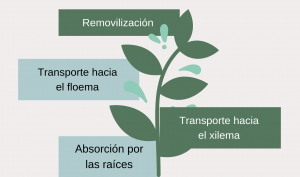 Asesoramiento agrícola