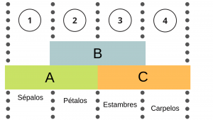 Características generales de floración