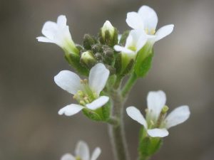 Evocación floral