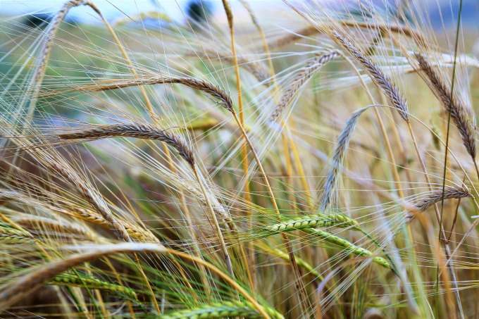 Asesoramiento agrícola