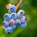 PROFITABLE AND GROWING CROPS: BLUEBERRIES