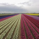 Cultivos de flores en Colombia