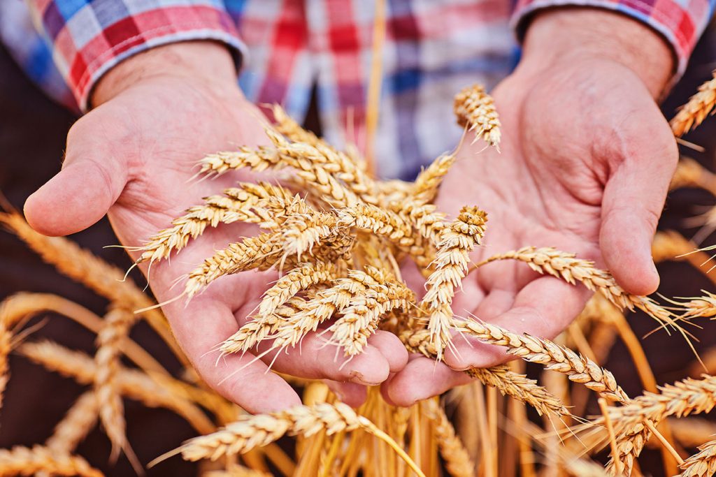 Cultivo de cebada en España