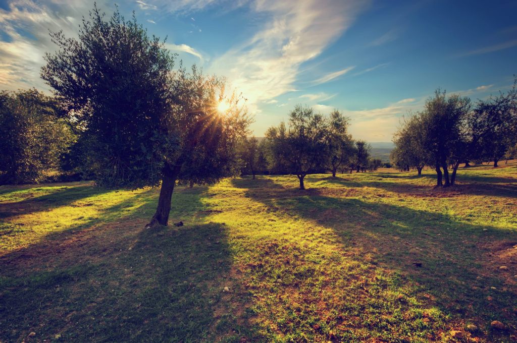 Consideraciones de los olivos