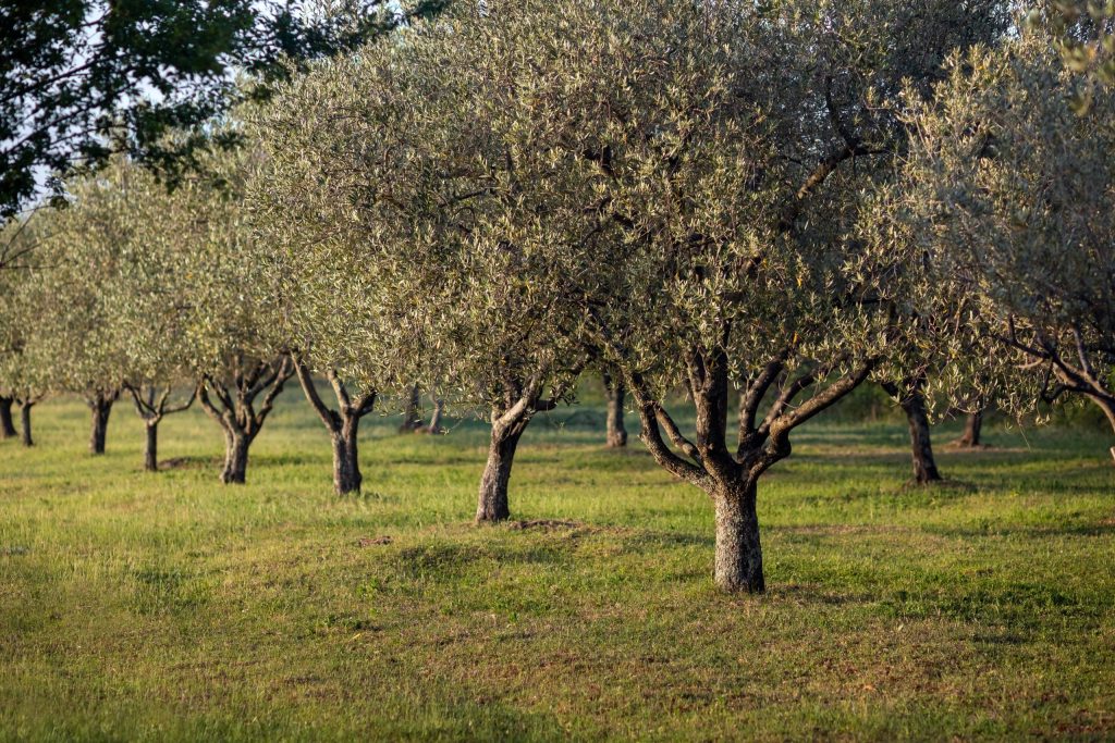 Siembra de olivos