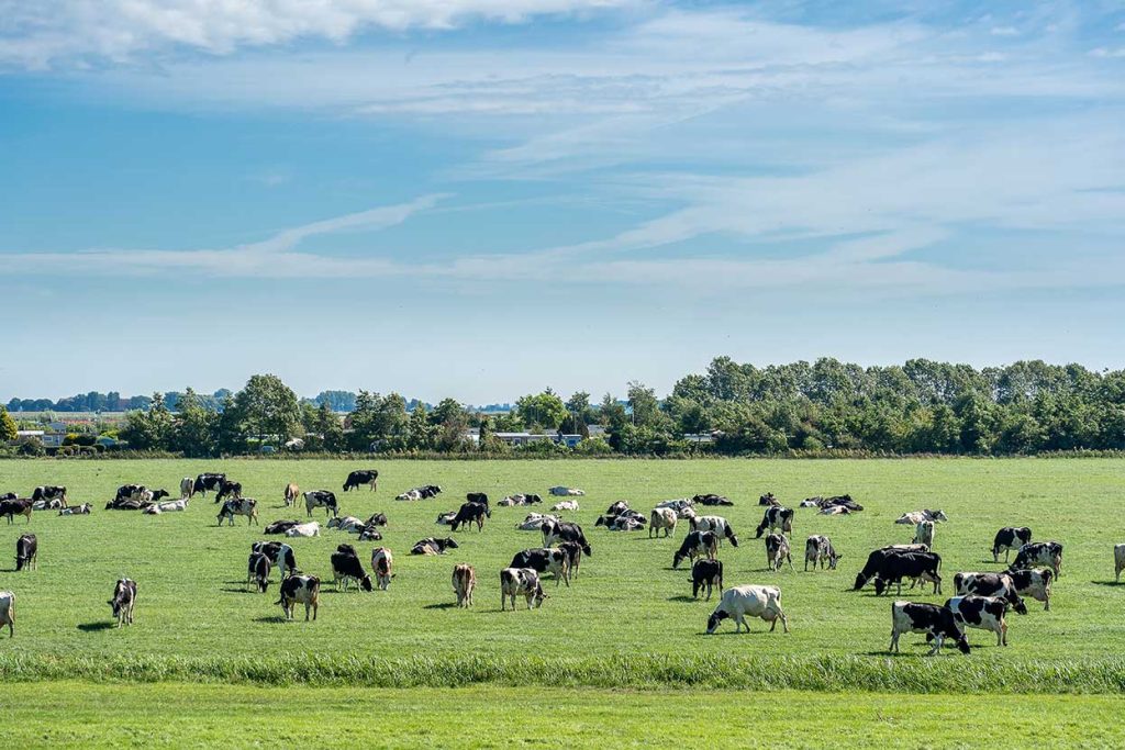 Métodos de la agricultura regenerativa 