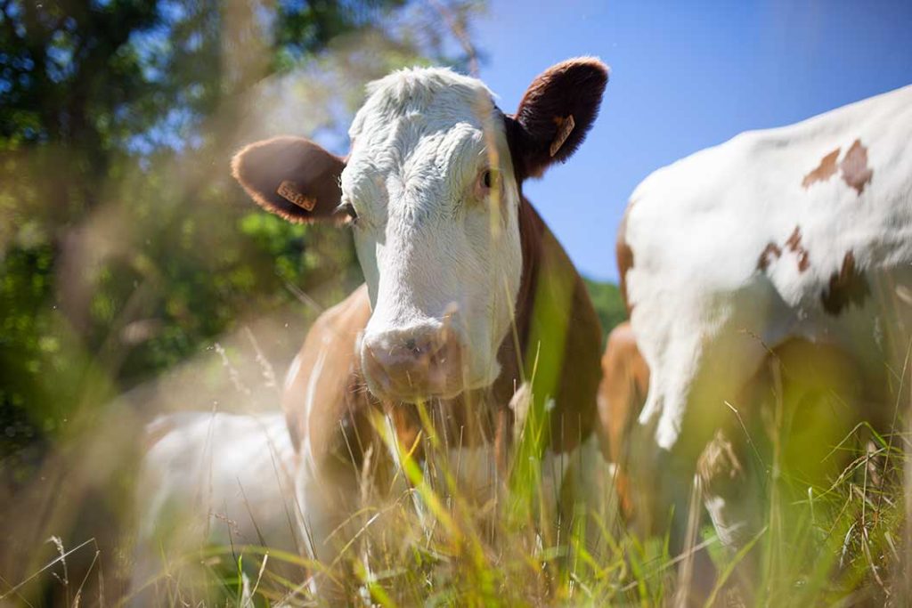 Movimiento de animales en la agricultura