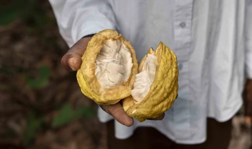 Cosecha del cacao