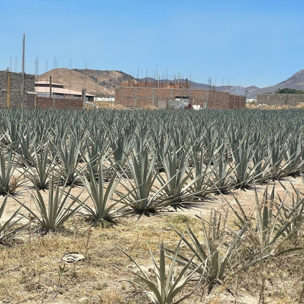 Plantación de agave