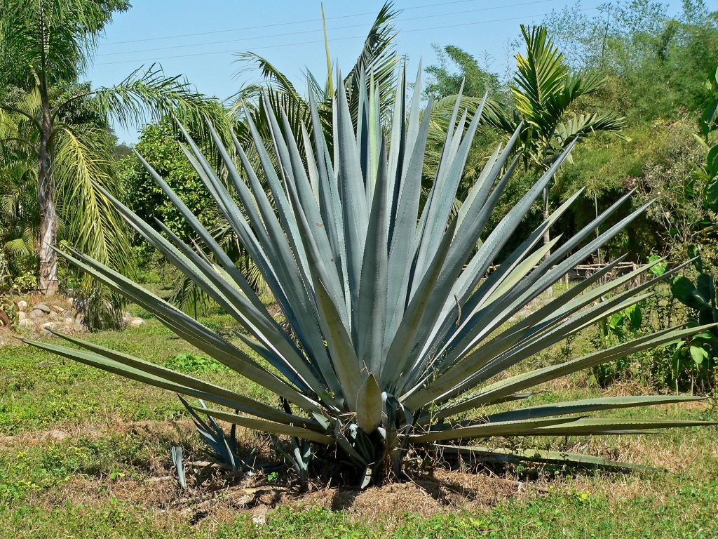 Cultivo de agave