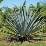 Cultivo de agave