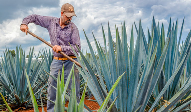 Paso a paso para producir tequila