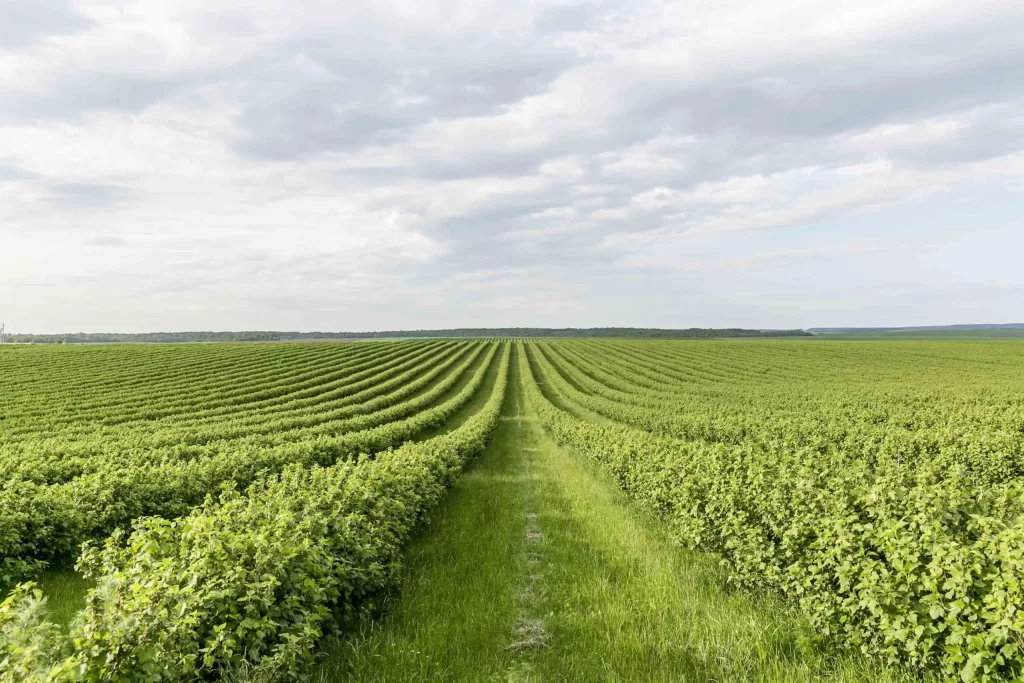 Objetivos de la agricultura 4.0