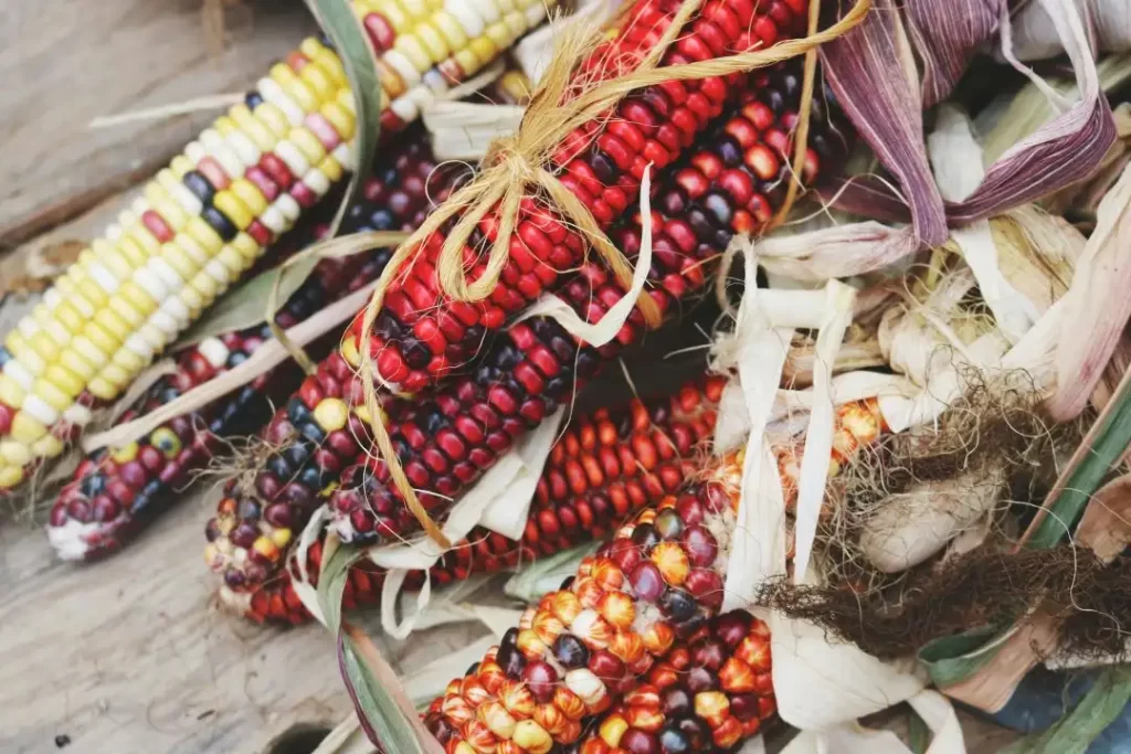 Cosecha de maiz glass gem corn