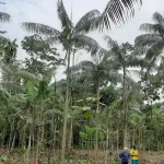 Plantación de açaí en sistema agroforestal amazónico