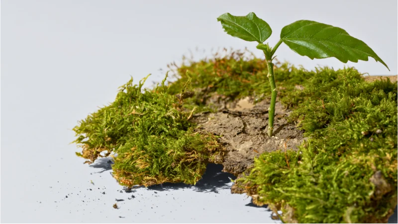 Representación de los primeros pasos hacia la agricultura en el Paleolítico