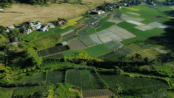 La Revolución Neolítica: el nacimiento de la agricultura