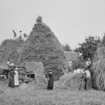 Campesinos trabajando en la cosecha, representación de la agricultura en la Edad Media