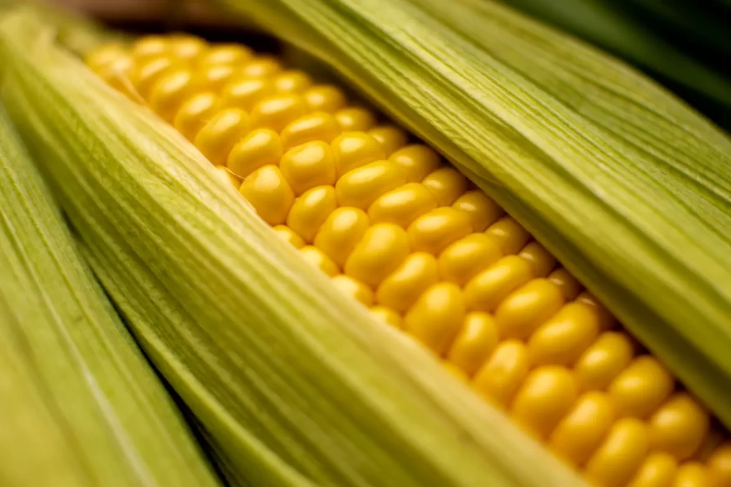 Mazorca de maíz transgénico representando la biotecnología agrícola y la innovación agroalimentaria sostenible