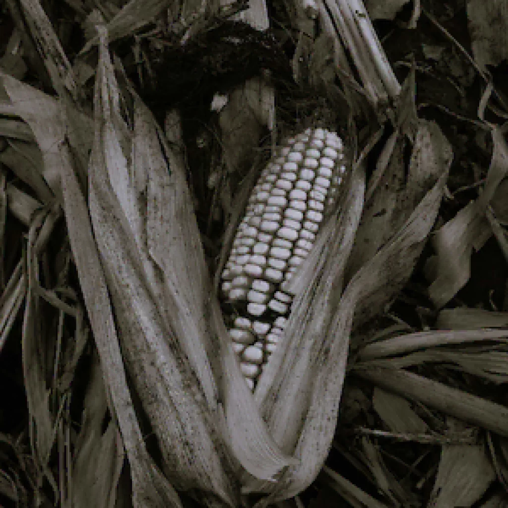 Mazorca de maíz, cultivo fundamental en las civilizaciones agrícolas de Mesoamérica