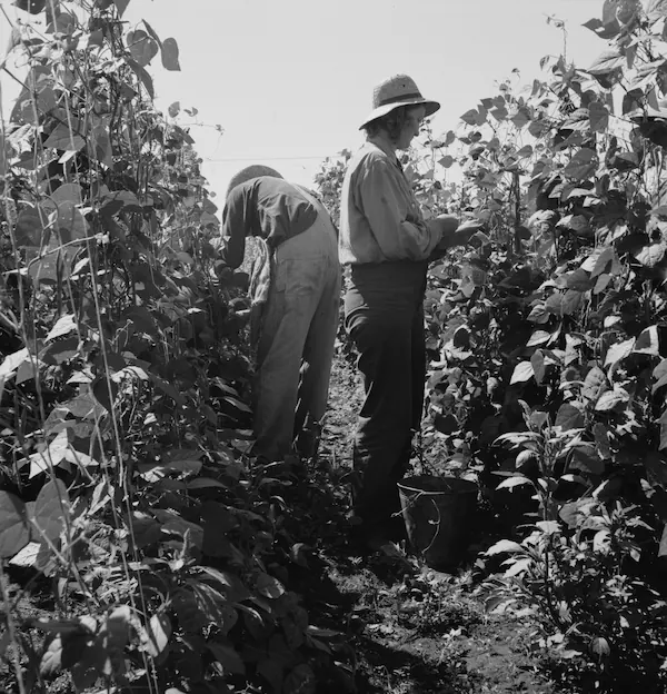 Agricultores trabajando en el campo, reflejo de la agricultura antes de la mecanización moderna
