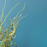 Microalgas en biofertilizantes para mejorar el crecimiento vegetal.