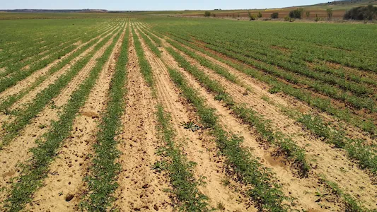 Parcela de cultivo de garbanzo con líneas de siembra, utilizada para monitoreo agronómico y toma de decisiones basada en datos.