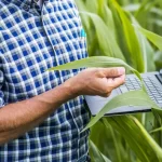 Agricultor usando un portátil en un cultivo para monitoreo continuo y toma de decisiones agronómicas basada en IoT.