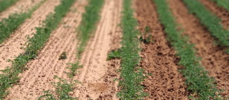 Diseño de modelos de cultivo